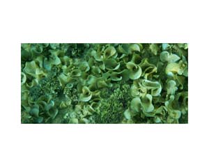 Tahiti Underwater Plants
