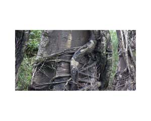 Tree Trunk Vines Costa0160