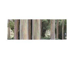 Tree Trunks Peeling CR