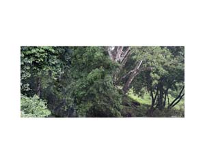 Tree Trunks in River C CR