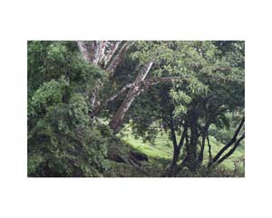 Tree Trunks in River CD CR