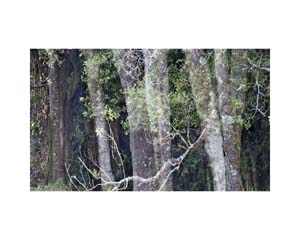Trees and Valley 1 CR