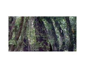 Trees in the River CR