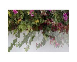 White Wall Flowers B CR