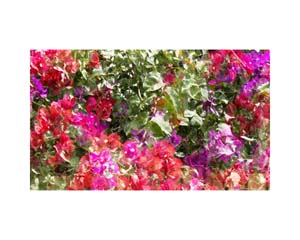 White Wall with Flowers CR