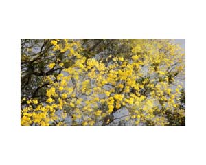 Yellow Tree B  Costa Rica