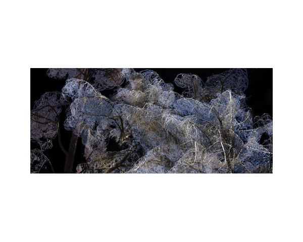 Dead Trees 1 Blue