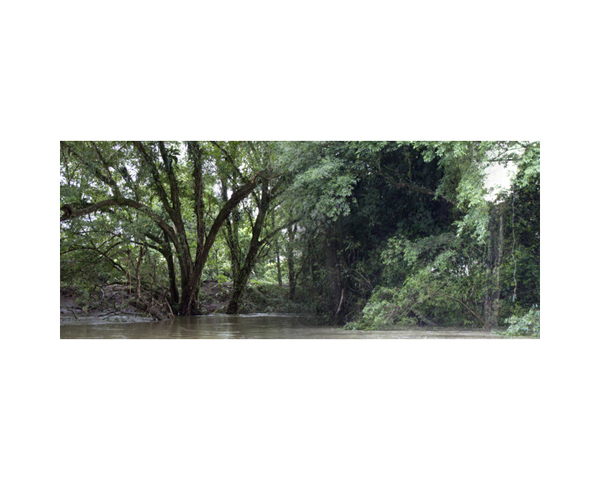 Green Tree River d CR