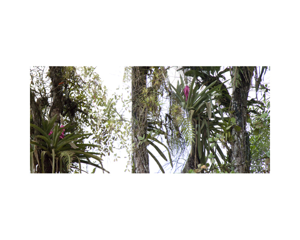 Pink Flowers River