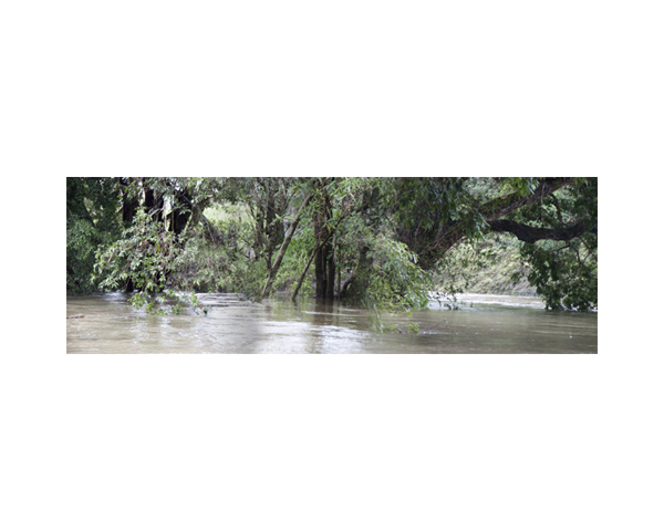 Tree Banks 3B Costa Rica