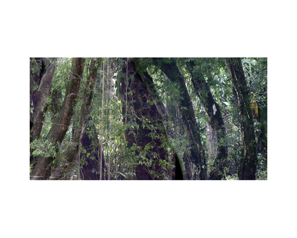 Trees in the River CR