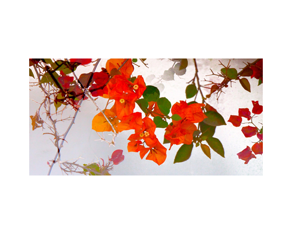 White Wall and Flowers 2 CR