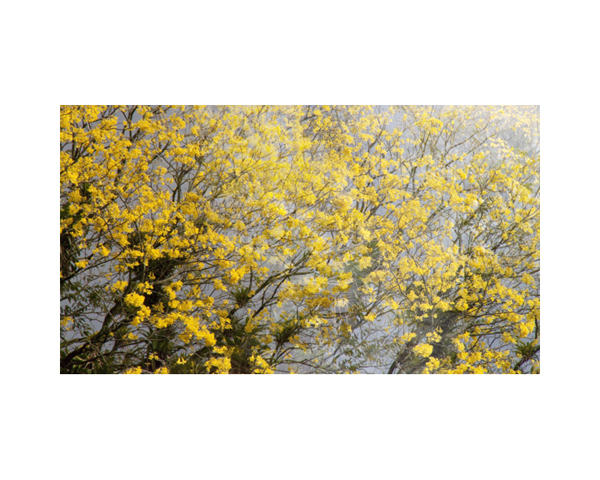 Yellow Tree Costa Rica