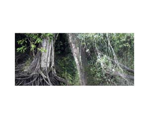 Tree Truncks in Rive#792E3A